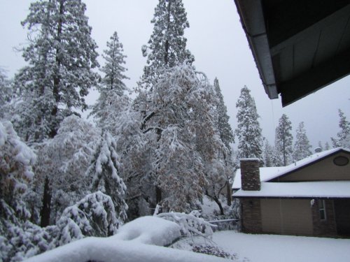snow in the trees